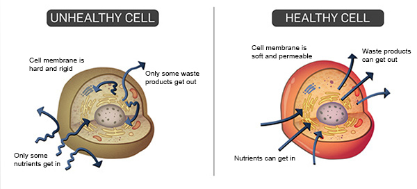 healthy cell verses unhealthyo cell