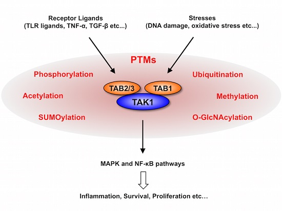 What is TAK1 and why is it important to inhibit its potentially destructive pathway?